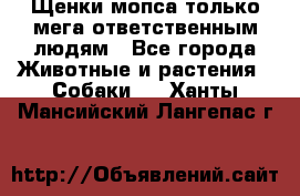 Щенки мопса только мега-ответственным людям - Все города Животные и растения » Собаки   . Ханты-Мансийский,Лангепас г.